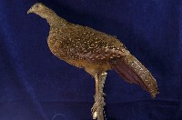 藍腹鷴藏品圖，第1張